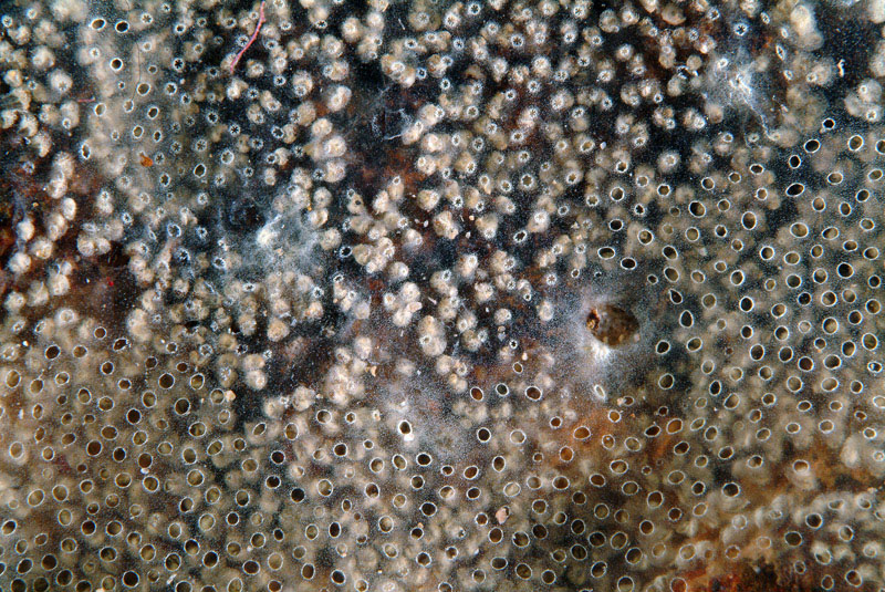 Diplosoma spongiforme